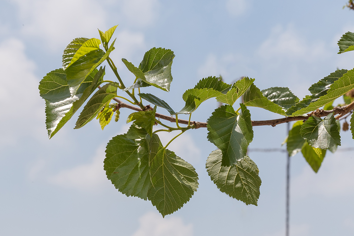 Изображение особи Morus alba.