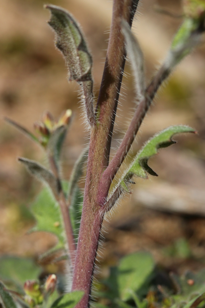 Изображение особи Arabidopsis arenosa.