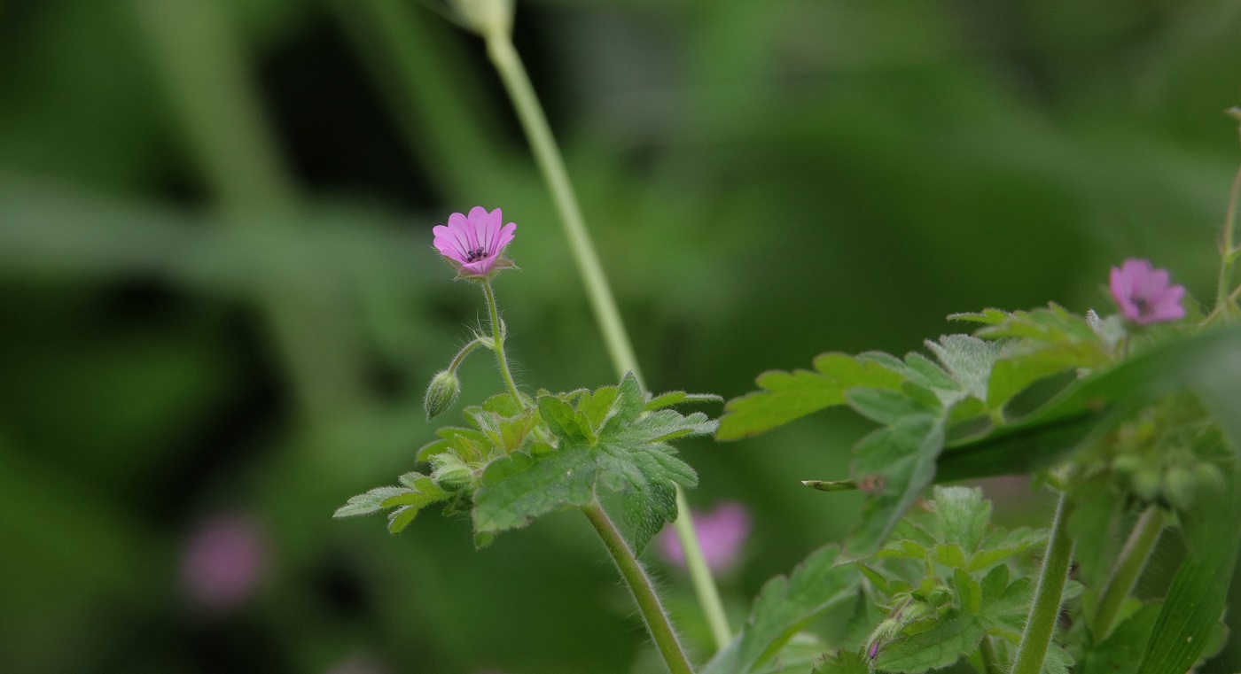 Image of Geranium divaricatum specimen.