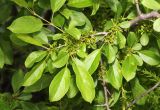 Rhamnus ussuriensis