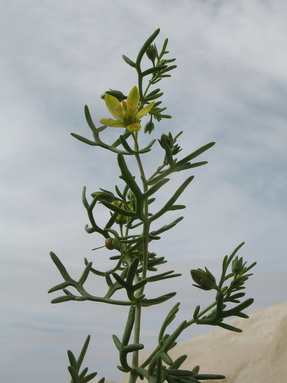 Изображение особи Malacocarpus crithmifolius.