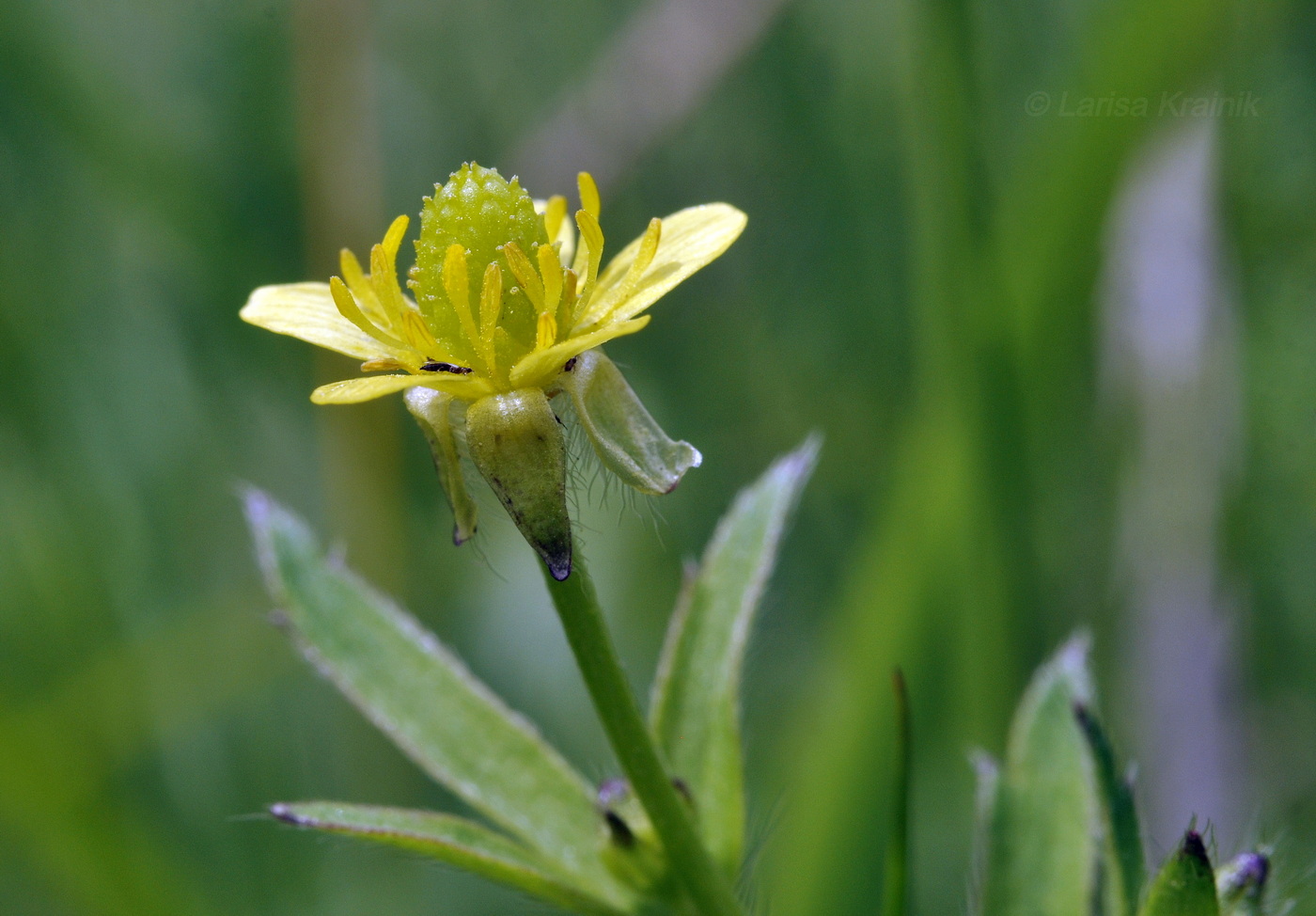 Image of Ranunculus chinensis specimen.