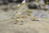 Gypsophila elegans. Верхушка соцветия. Чечня, Шаройский р-н, 2 км выше по долине р. Чадыри от с. Чайры, выс. ок. 1750 м н.у.м., берег реки. 24 июня 2024 г.