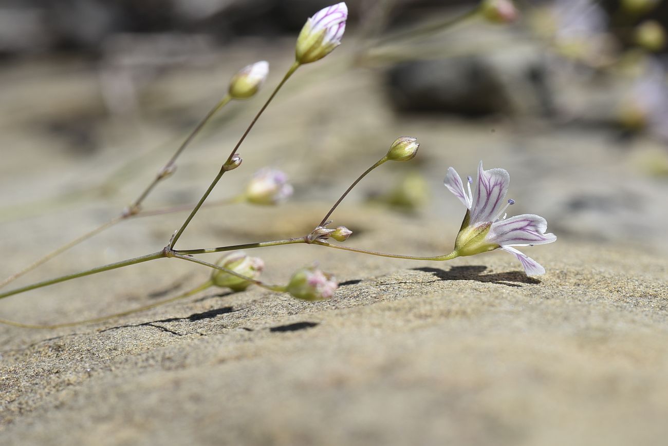 Image of Gypsophila elegans specimen.