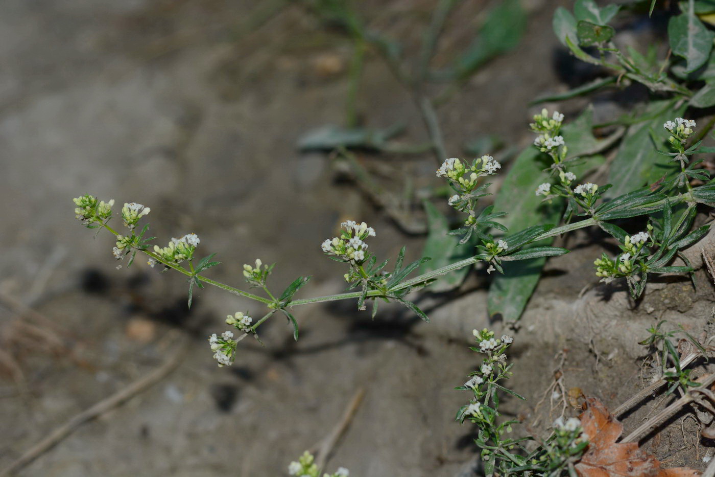 Image of Galium humifusum specimen.