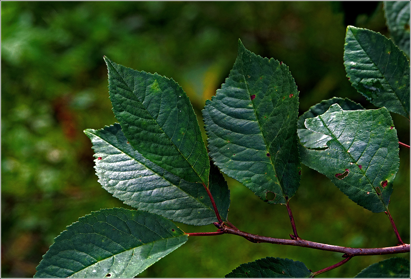 Image of Cerasus vulgaris specimen.