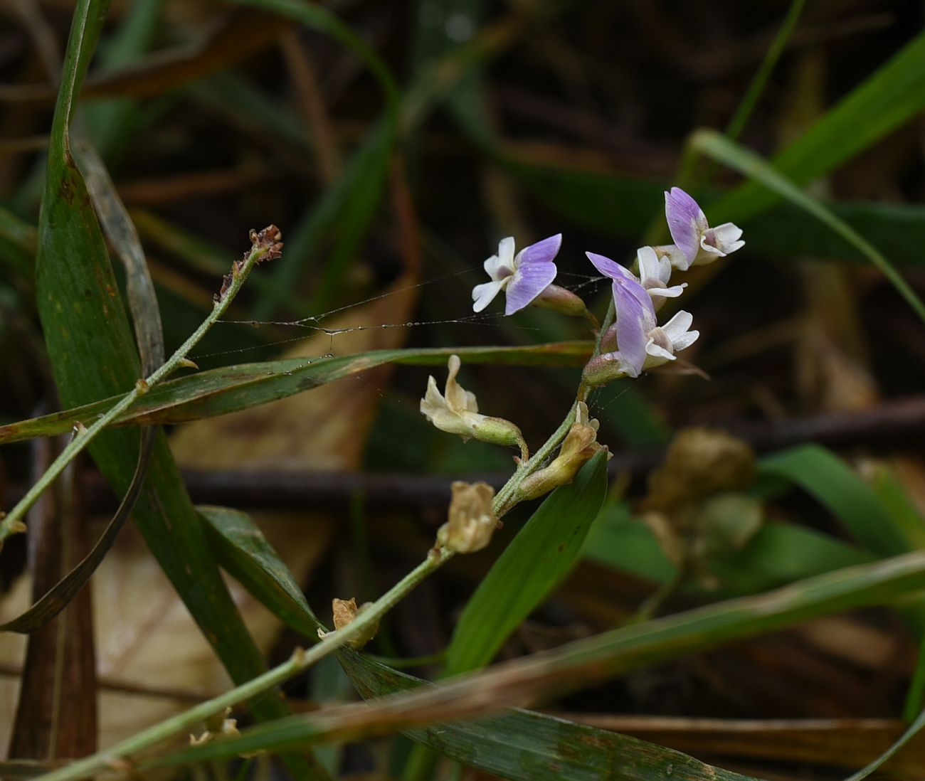 Изображение особи Astragalus austriacus.