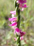 Spiranthes australis. Часть соцветия. Хабаровский край, окр. г. Комсомольск-на-Амуре, дол. руч. Тёплый ключ, у грунтовой дороги. 14.08.2024.