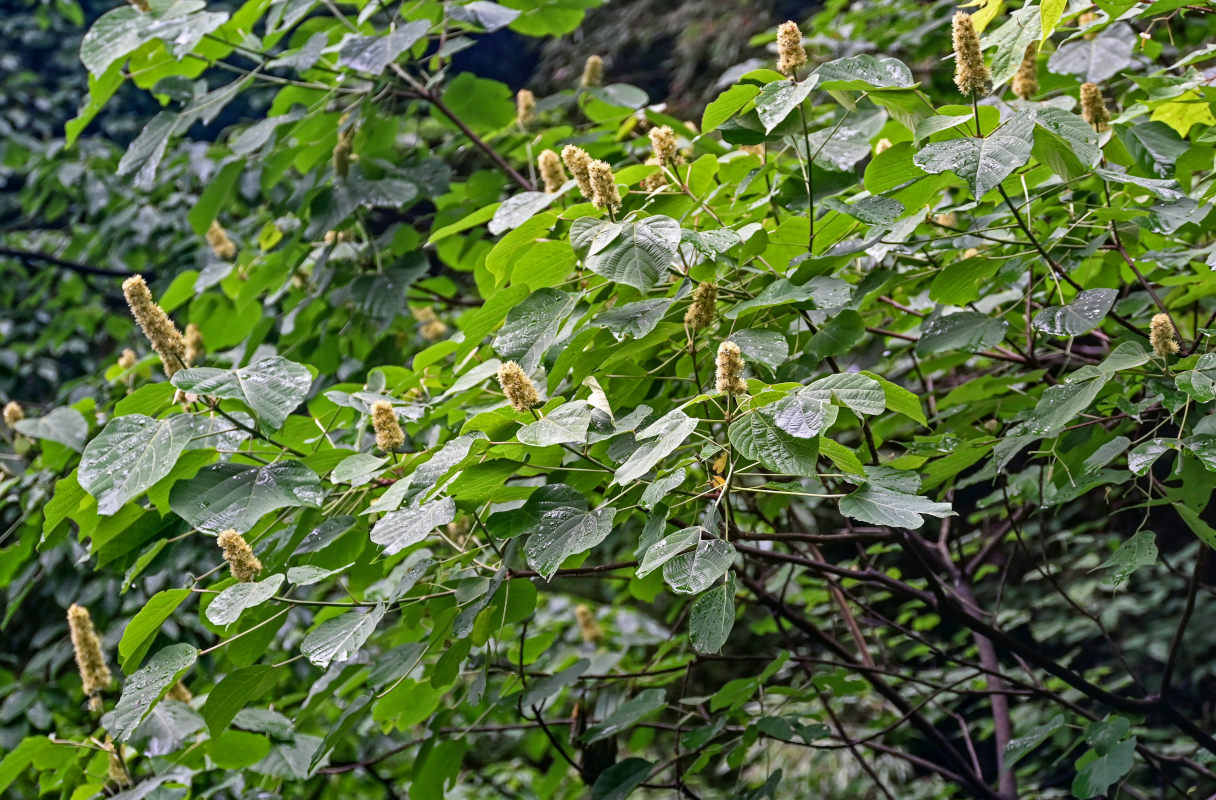 Изображение особи Mallotus nepalensis.