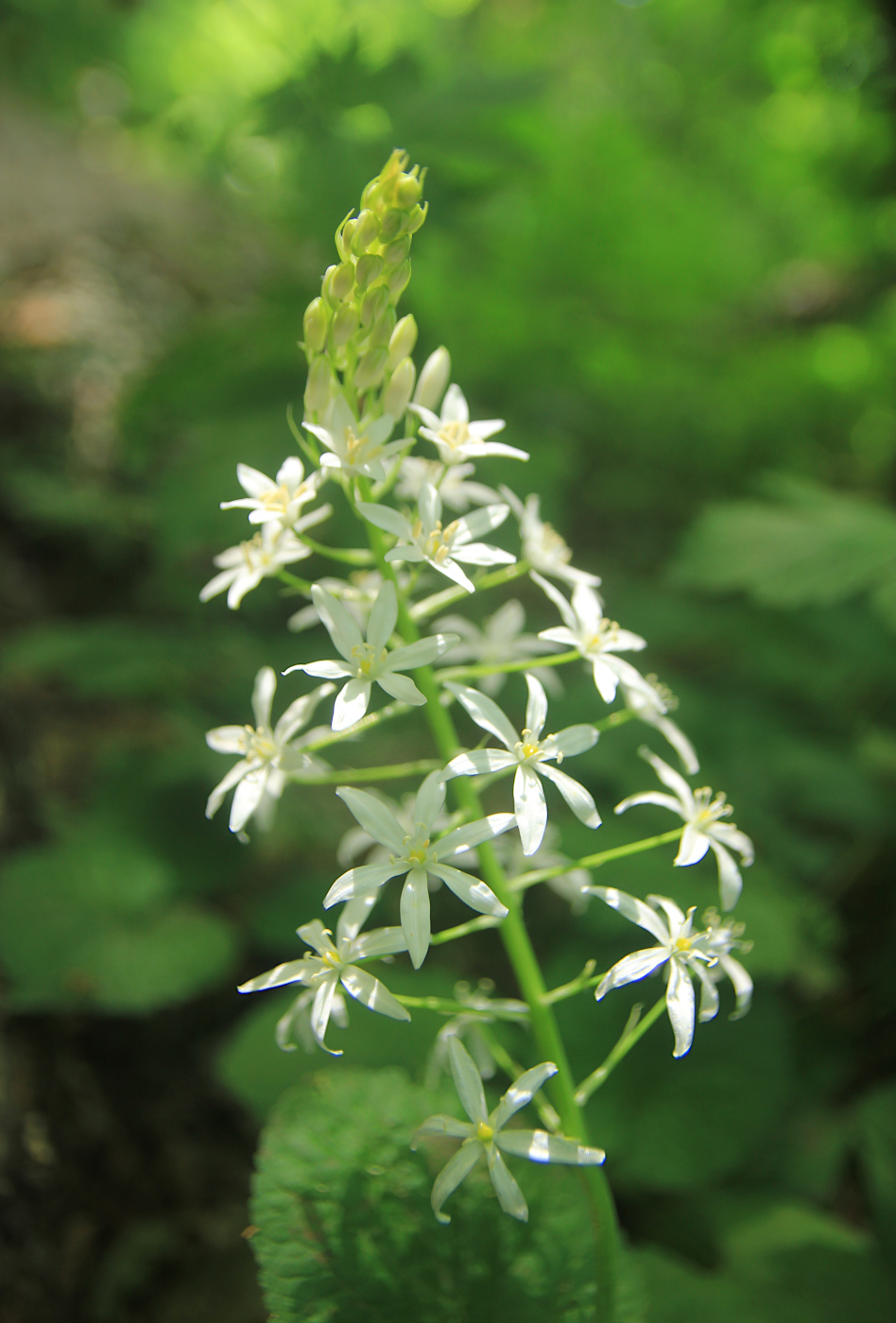 Image of Ornithogalum arcuatum specimen.