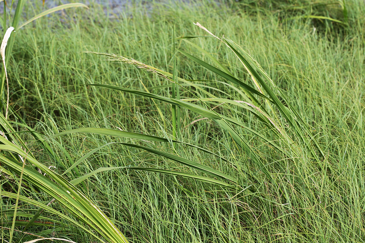 Image of Zizania latifolia specimen.