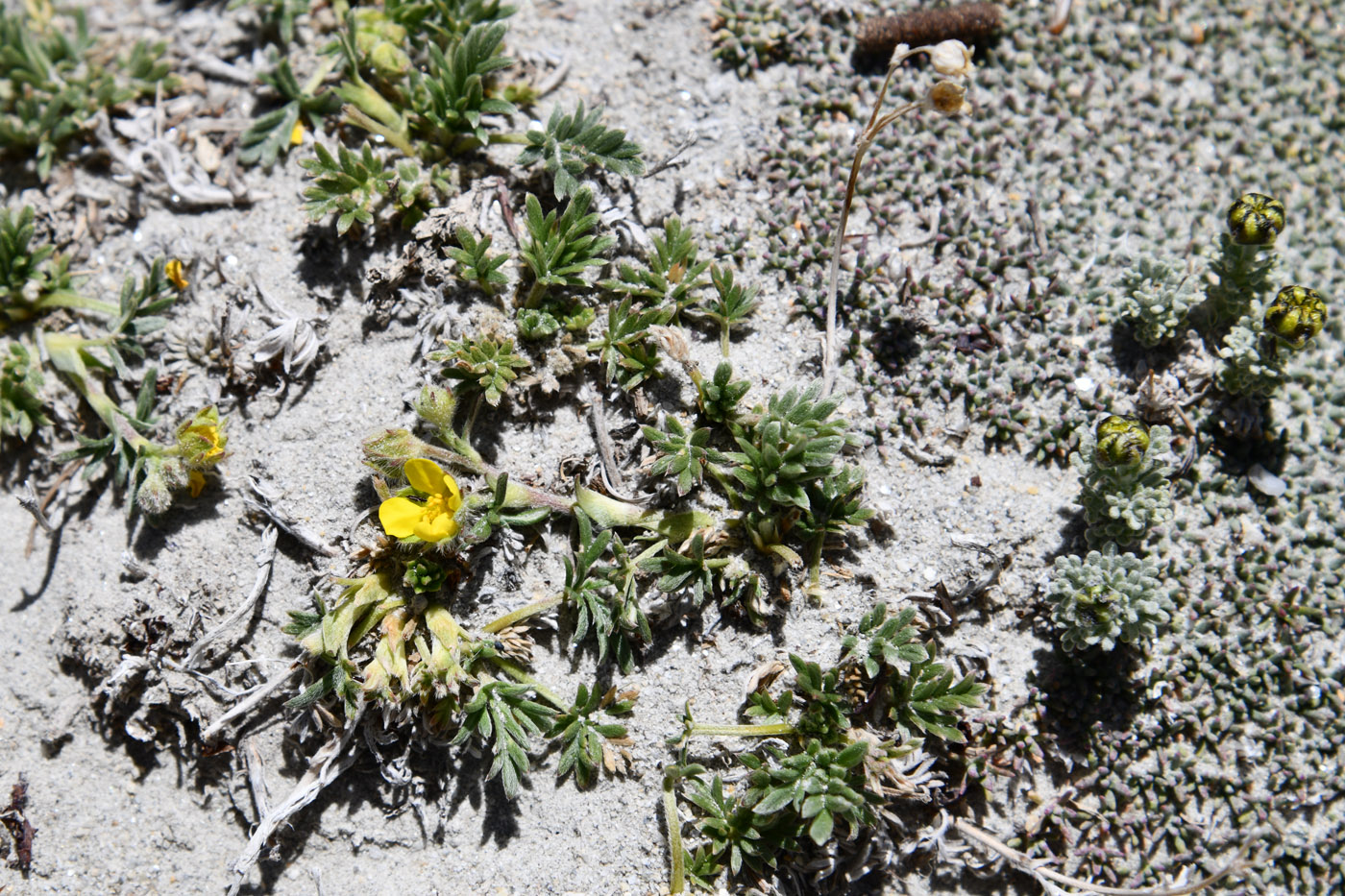 Image of genus Potentilla specimen.