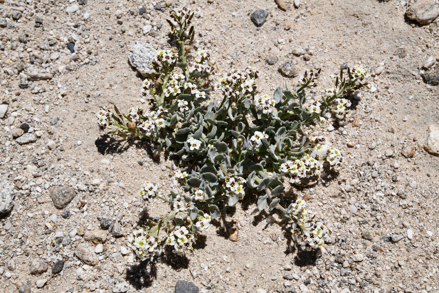 Изображение особи Christolea crassifolia.