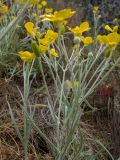 Ranunculus illyricus. Верхние части цветущих и плодоносящих растений. Крым, Южный Берег, с-в склон горы Аю-Даг, редколесье, каменистый склон. 25.05.2024.