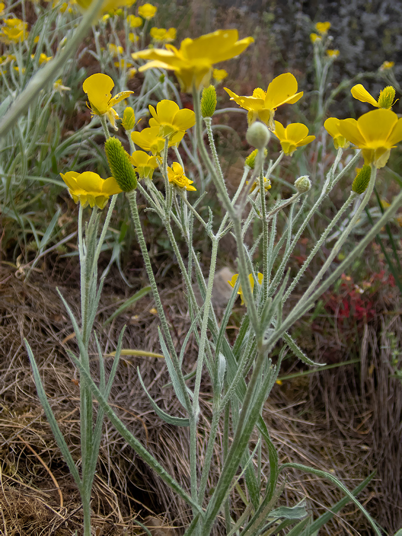 Image of Ranunculus illyricus specimen.