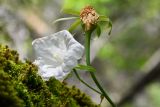 Ostrowskia magnifica. Верхушка цветущего и плодоносящего растения. Таджикистан, Гиссарский хр., басс. р. Варзоб, ущ. р. Кондара, ≈ 1400 м н.у.м., сильно увлажнённые склоны травяного яруса старовозрастного орешника. 23 июня 2024 г.