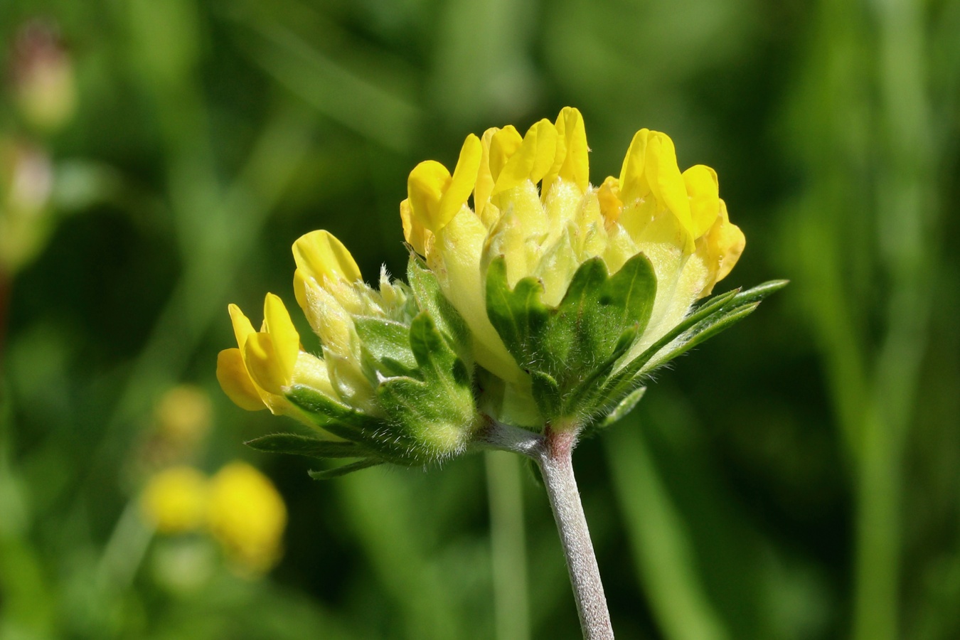 Image of Anthyllis vulneraria specimen.