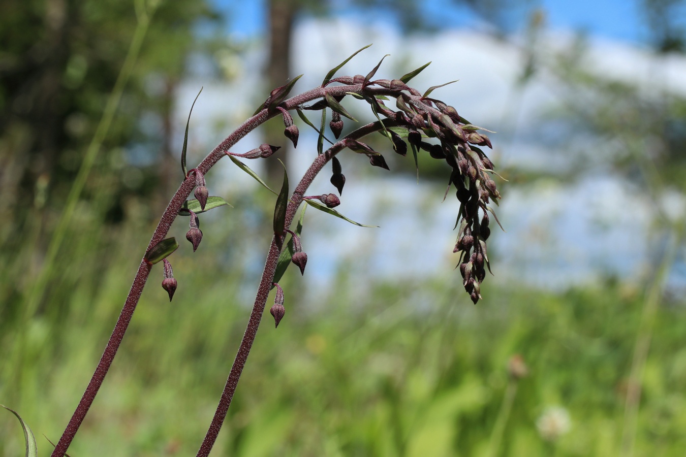 Изображение особи Epipactis atrorubens.