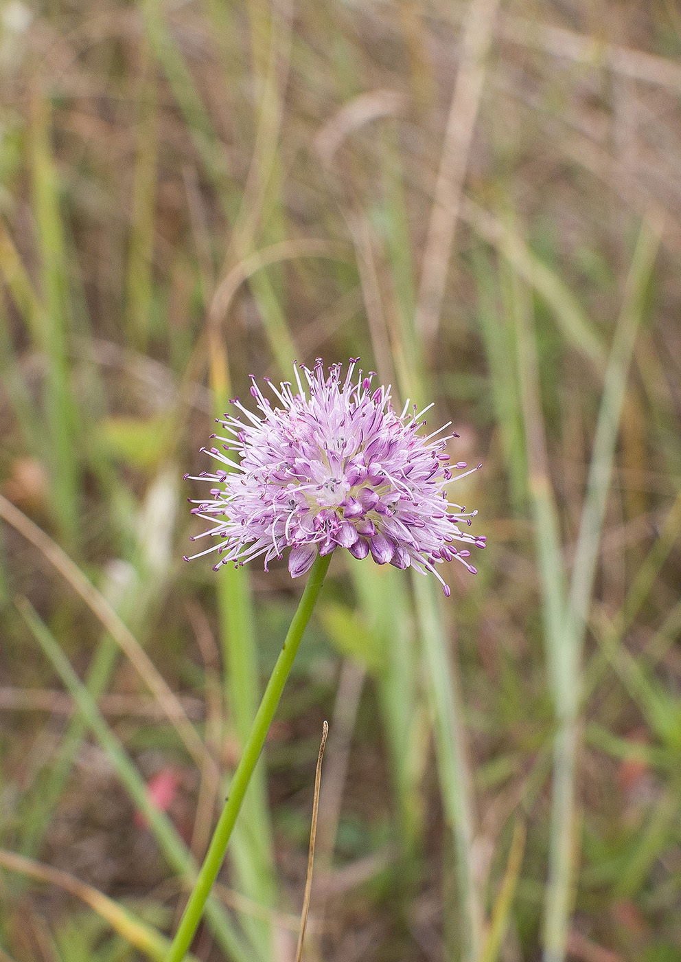 Image of Allium splendens specimen.