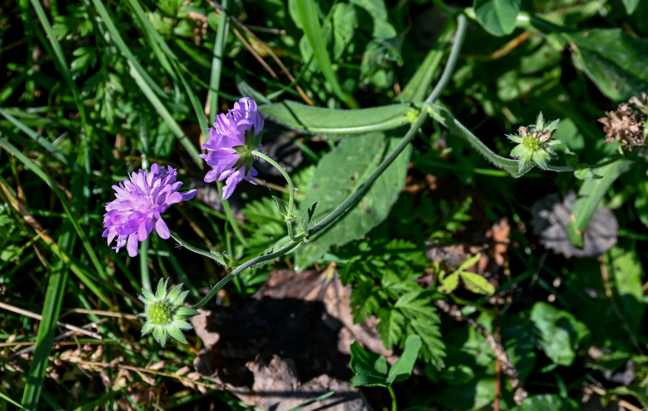 Изображение особи Knautia arvensis.