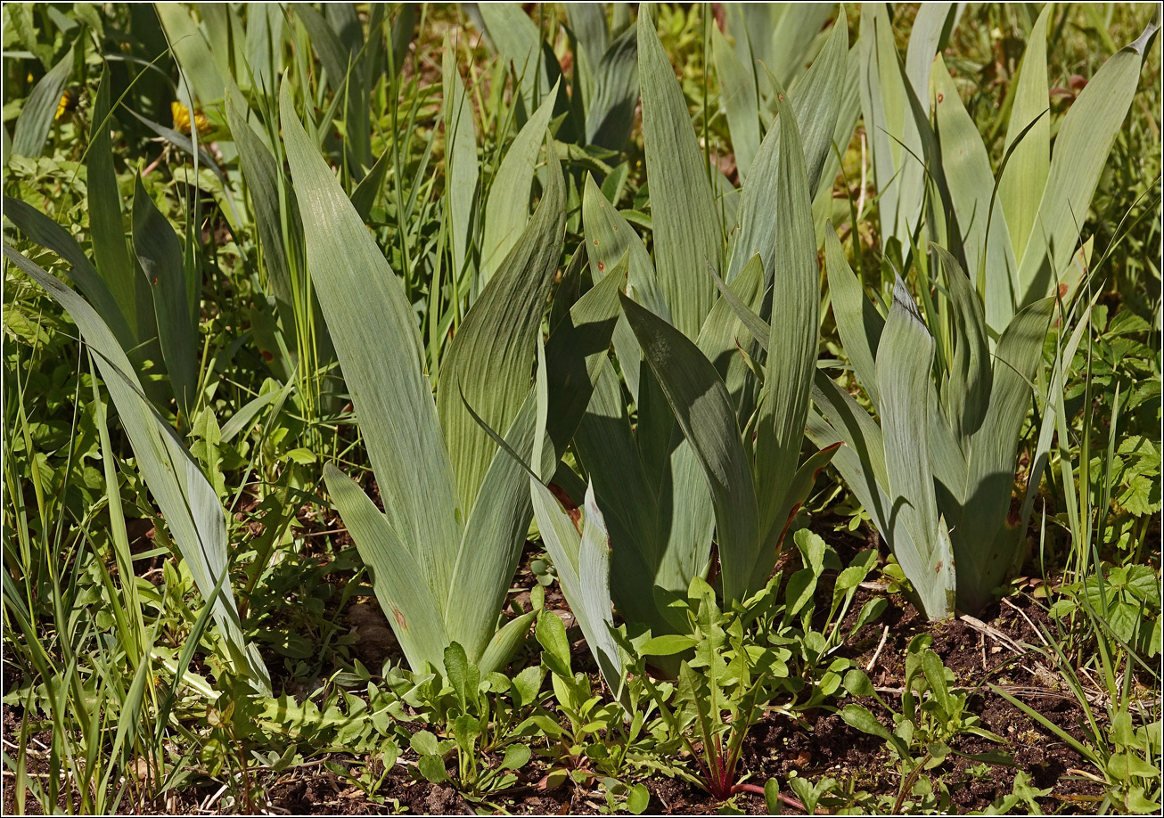 Image of Iris × hybrida specimen.