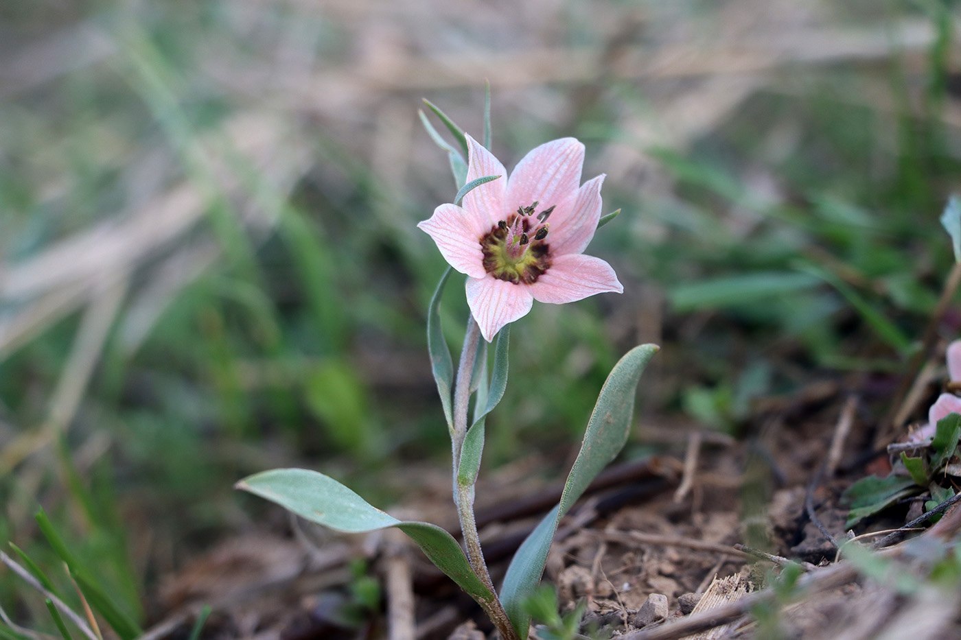 Image of Fritillaria rugillosa specimen.