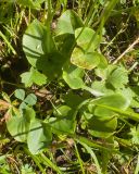 Parnassia palustris. Основания генеративных побегов. Кабардино-Балкария, Черекский р-н, окр. с/п Верхняя Балкария, юго-западный склон горы Айдарука-Цырт, ≈ 2200 м н.у.м., субальпийский луг. 29.07.2024.