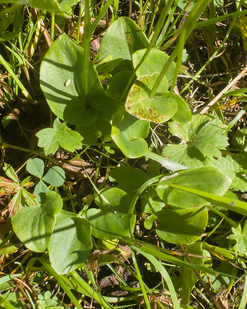 Image of Parnassia palustris specimen.