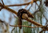 View full-size image Pinus patula