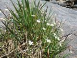 Смотреть изображение Stellaria brachypetala