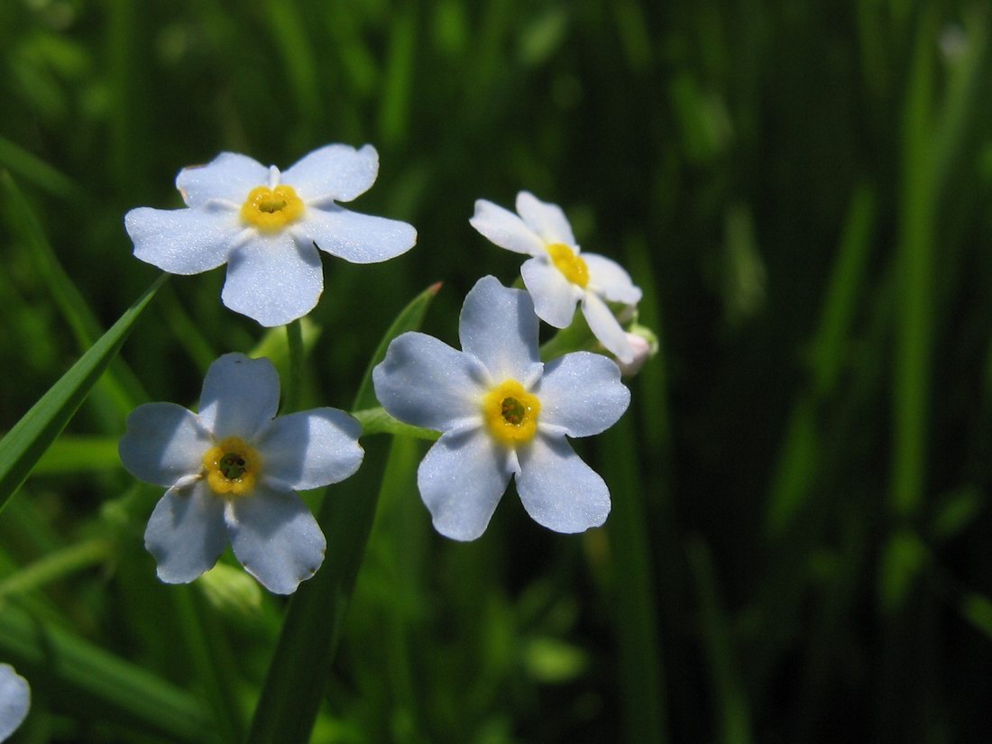 Image of Myosotis palustris specimen.