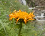 View full-size image Inula orientalis