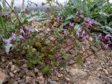 Смотреть изображение Lamium amplexicaule