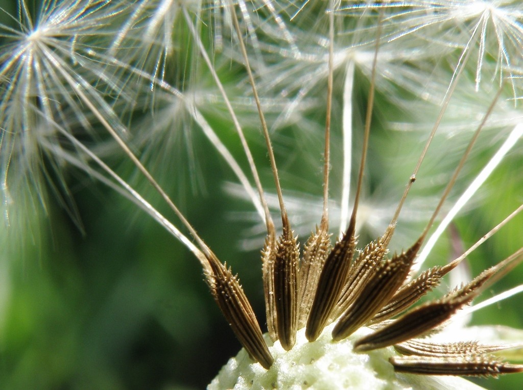 Изображение особи Taraxacum klokovii.