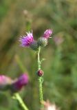 View full-size image Carduus crispus