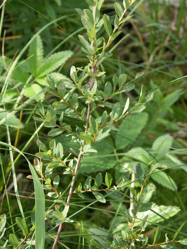 Image of Salix myrtilloides specimen.