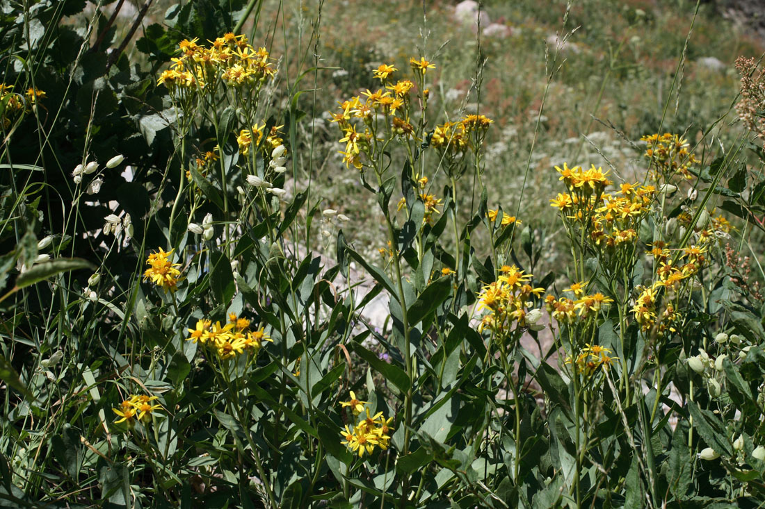 Image of Senecio racemulifer specimen.