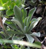 Antennaria dioica. Розетка листьев на конце ползущего и укореняющегося побега. Украина, Ивано-Франковская обл., Надворнянский р-н, природный заповедник \"Горганы\", Кливки, горный луг. 17 июня 2011 г.