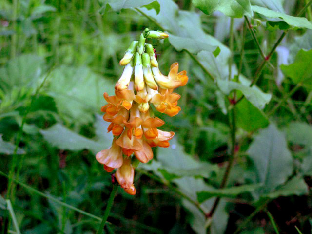 Изображение особи Lathyrus aureus.