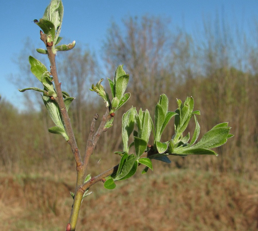 Image of Salix &times; laurina specimen.