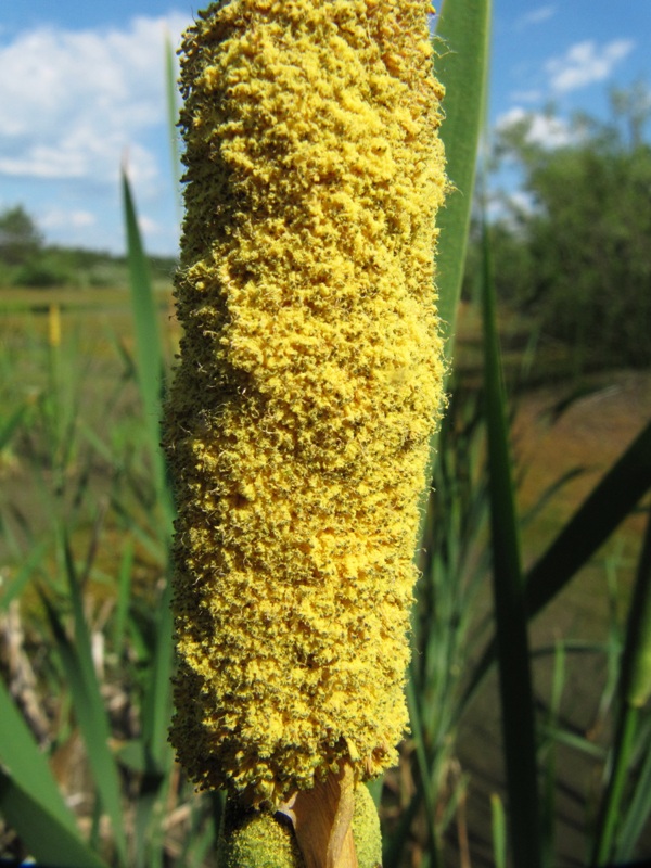 Изображение особи Typha latifolia.