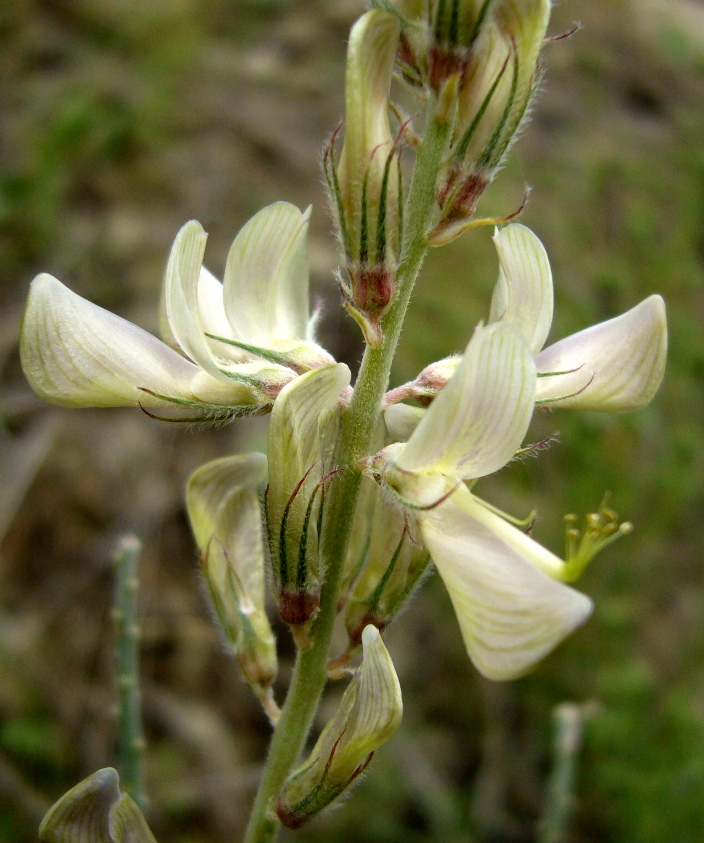 Image of Hedysarum macranthum specimen.