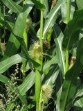 Zea mays. Часть побега с женскими (пестичными) соцветиями. Нидерланды, провинция Drenthe, окрестности населённого пункта Yde, посевы кукурузы. 9 августа 2008 г.