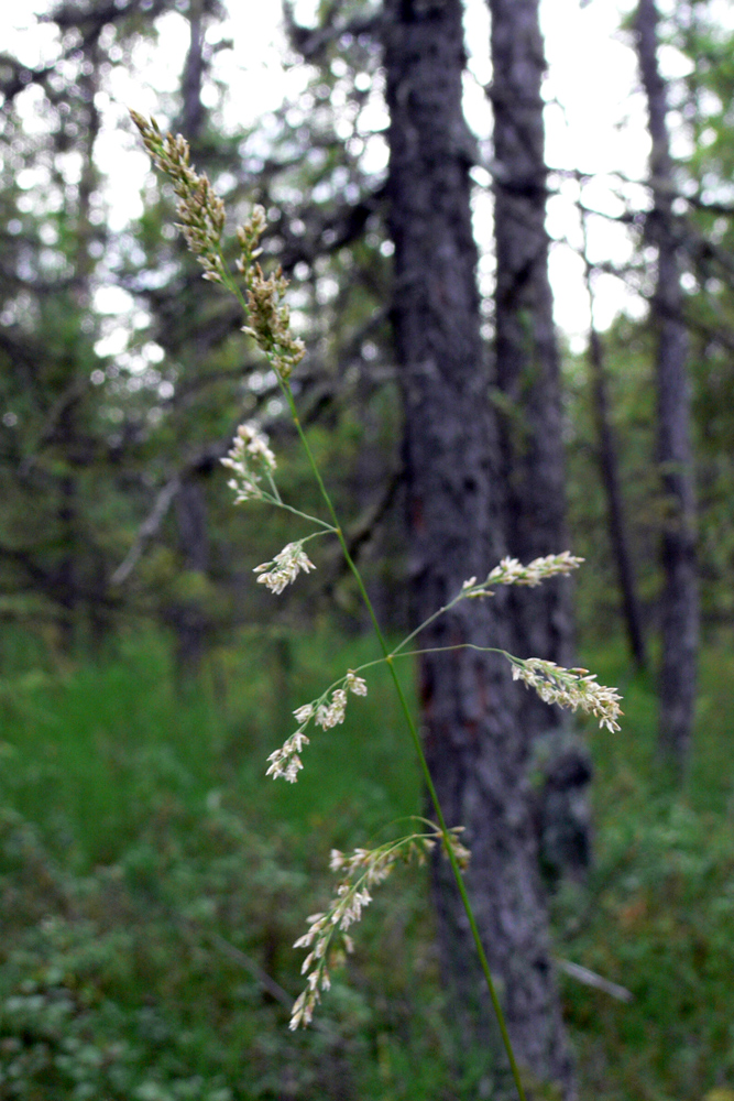 Image of Deschampsia cespitosa specimen.