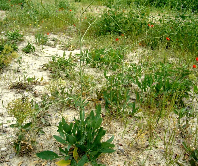 Изображение особи семейство Apiaceae.