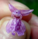 Dactylorhiza majalis. Цветок со светло-окрашенным венчиком. Украина, Ивано-Франковская обл., Надворнянский р-н, природный заповедник \"Горганы\", луг на территории усадьбы Горганского лесничества. 20 июня 2011 г.