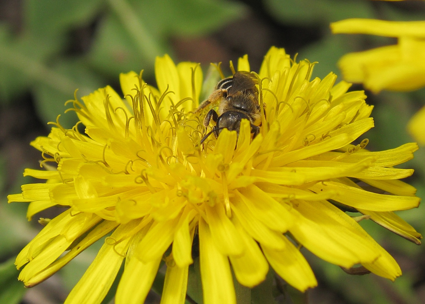 Image of genus Taraxacum specimen.