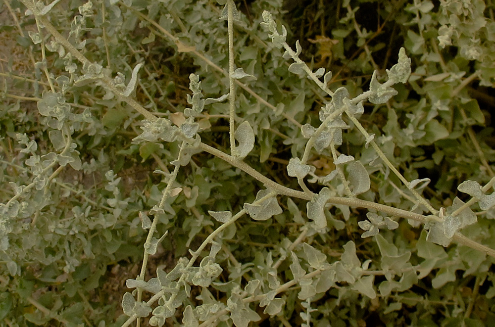 Image of Atriplex halimus specimen.