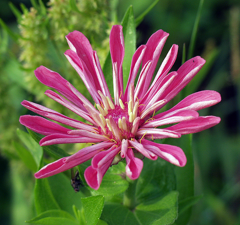 Image of Zinnia elegans specimen.