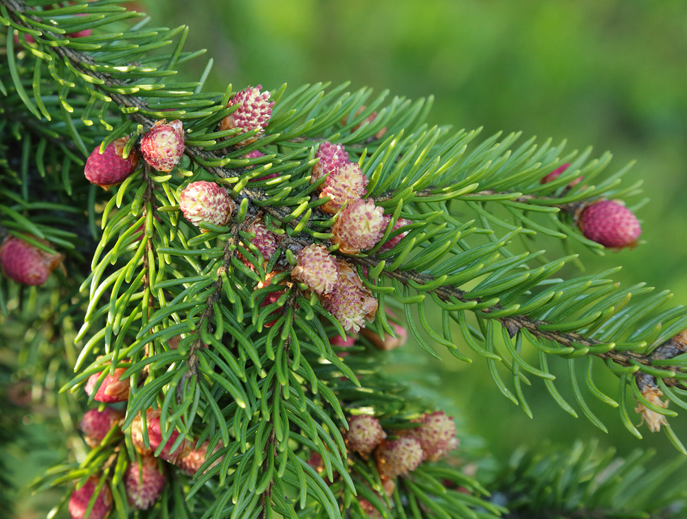 Image of Picea abies specimen.